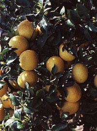 Grapefruit Seed Extract/Citrus paradisi